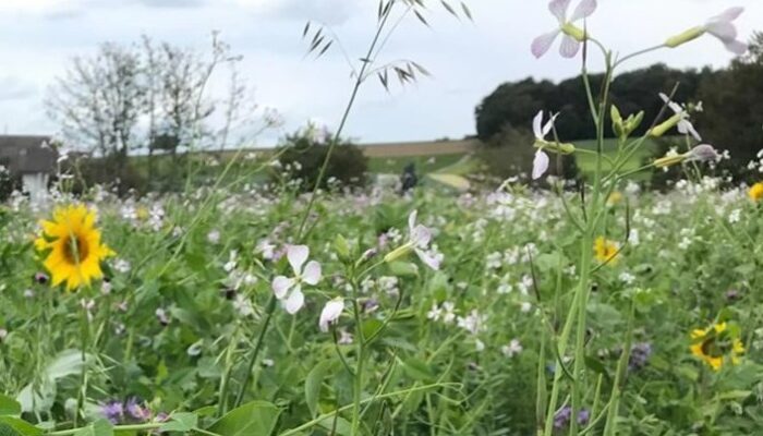 Journée des couverts végétaux